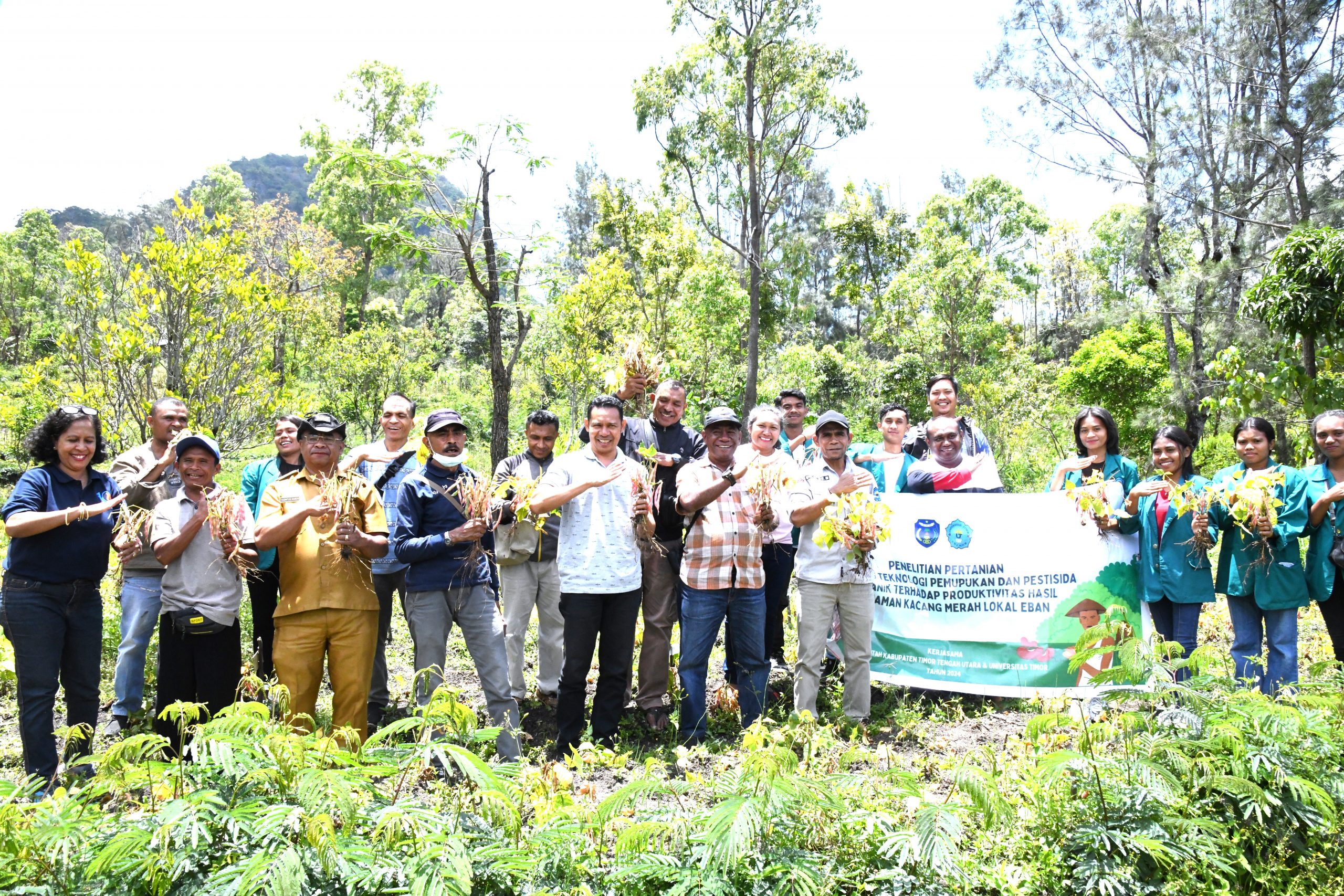 Unimor dan Bapelitbangda TTU Panen Kacang Merah Lokal Eban, Hasil Kolaborasi Penelitian Pertanian Berbasis Teknologi Pemupukan dan Pestisida Organik